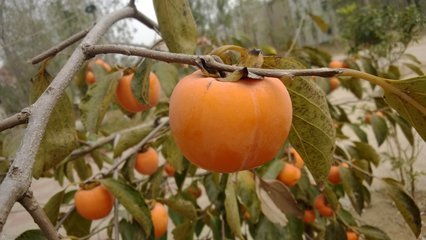 柿子树打杀虫剂的最佳时间是什么时候？能否在柿子成熟前使用？