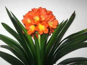 袖珍椰子水培之根的修剪谜团