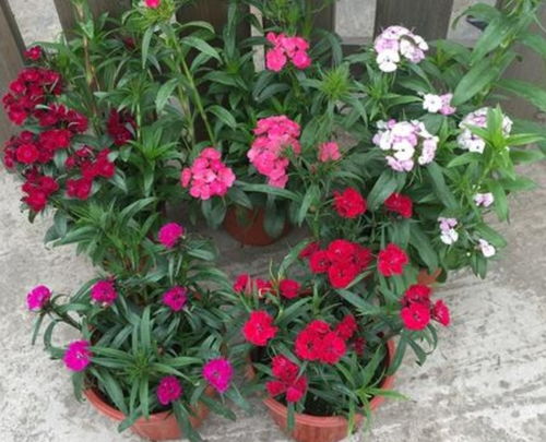 养护小贴士，让花草长得geng好