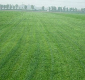 剪股颖：草坪的贵族