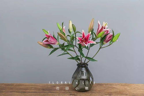 一、 给跳舞兰洗个澡，保持清洁hen重要