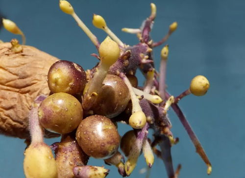 新手栽杏树的常见问题：浸泡时间