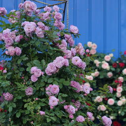 奥利维亚月季：奥斯汀家族的新星