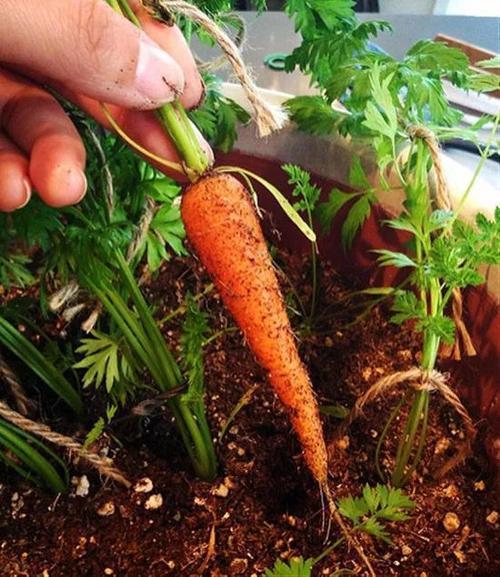 金叶甜菜与生菜：夏日的绿色精灵