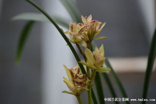 兰花作为美好事物的象征，它所追寻的优雅与纯洁之美