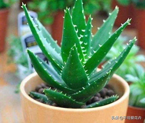 芦荟怎么养才能长小苗？光照和水分要怎么控制