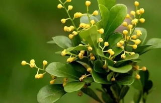 土壤选择也不忽视