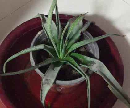 芦荟长时间不浇水能存活几个月？几个月不浇水对芦荟有没有影响