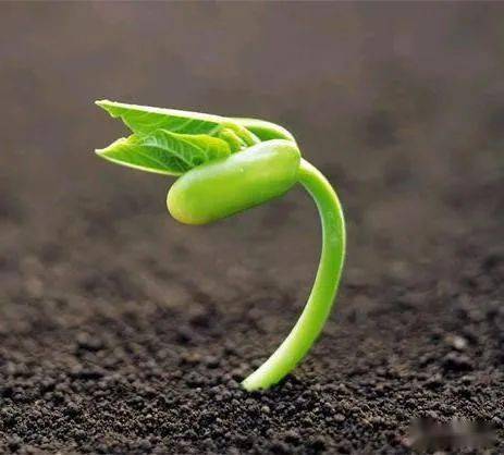 青岛植物园的智嫩催芽室， 高科技啊