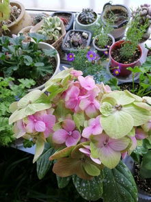 绣球花与月季的盛花期