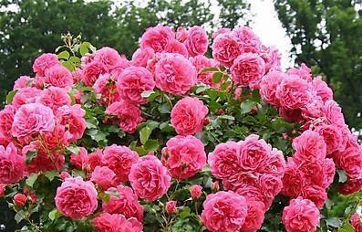 月季施肥， 那些你不知道的小秘密