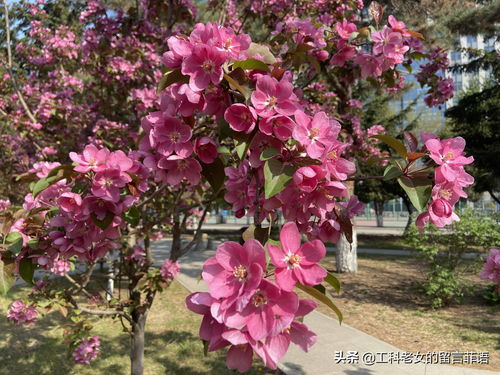 海棠花开，花落谁家