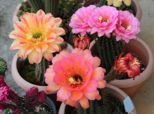 婚礼花材，省钱又浪漫