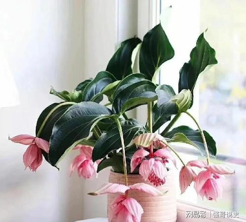 宝莲灯花，花后如何绽放