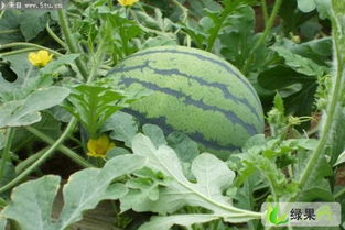 西瓜不同生长期用肥配方是不一样的。