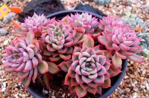 多肉养护技巧中，新手如何根据全攻略避免多肉植物常见病虫害