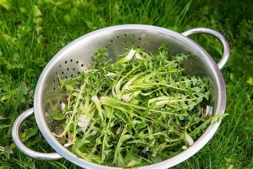 蒲公英如何食用才能有效祛火清热？