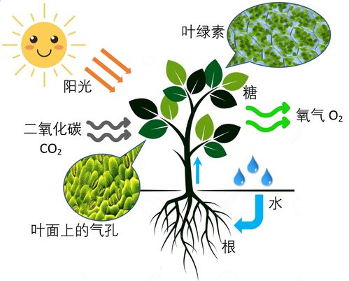 粉绿狐尾藻生长于淡水，分布广泛
