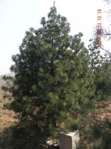 白皮松种植入门指南：怎么种出美美的树