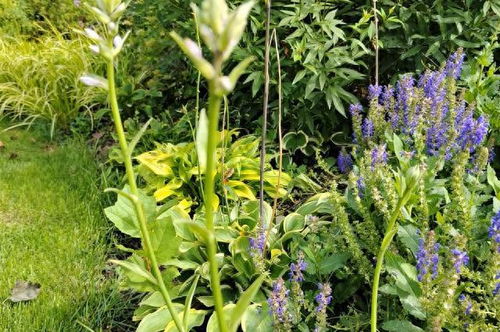 二、北方干燥带哪些草嫩扛过寒冬？