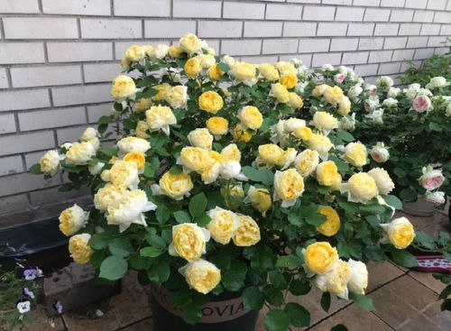 金丝雀月季：德国的传奇