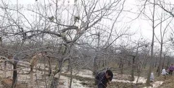 二、新栽树木的“站稳”术