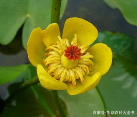 钓钟柳，又称钓钟草
