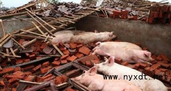 紫苏助力猪场健康养殖，疾病防治新选择