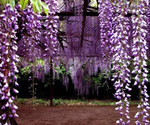 紫藤花的适宜生长温度探秘
