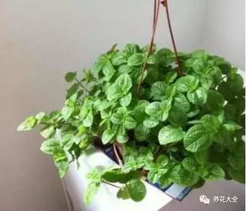 养吸毒草，如何让它们茁壮成长