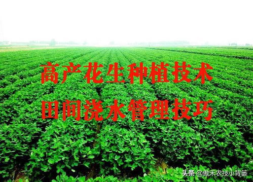 满天星浇水技巧，多浇少浇指南