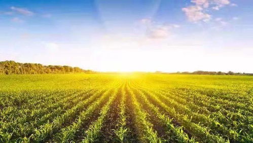 农田物种多样性的变化