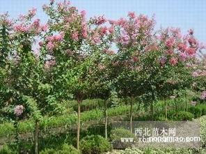 紫薇树的价格大揭秘