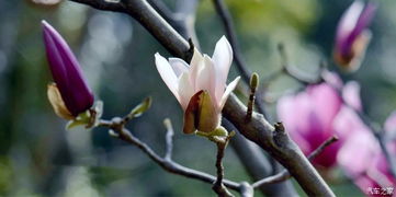 玉兰树的花先于枝叶绽放，这独特的现象是何原因导致的呢？