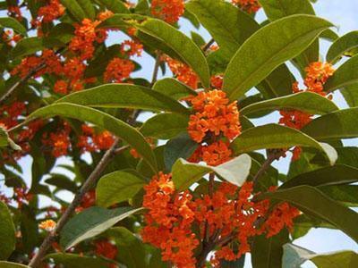 发财树、 梅花、桂花……各种树苗应有尽有