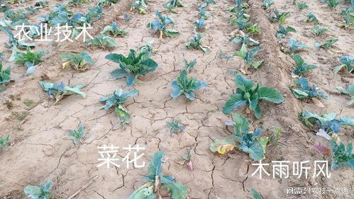 菜花生长温度是多少度？最适生长温度是多少度