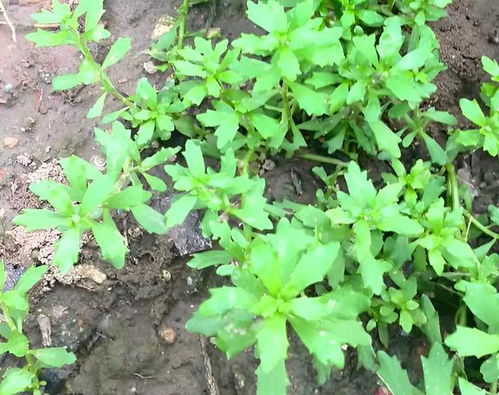 大香芋的种植技术与管理