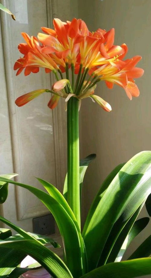 水仙花象征着团圆，寓意着吉祥、美好、万事如意，也用来赞美妇女的高尚德行，在国外还寓意着坚贞的爱情。