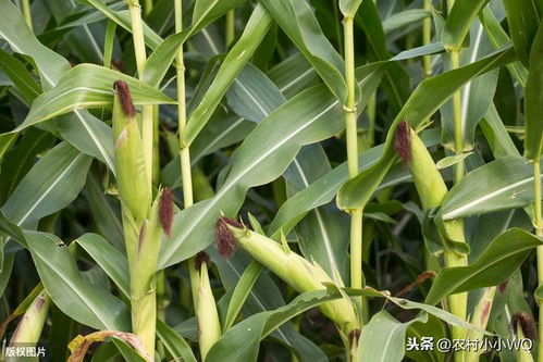 病虫害防治