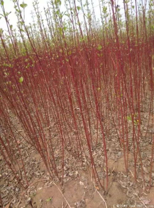 浇水：浇透不积水