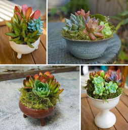 瓷盆：美观大方