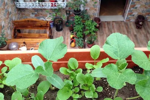 农村种植蔬菜，如何选择Zui佳杀虫剂？