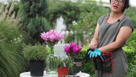 月季苗缓苗技巧分享