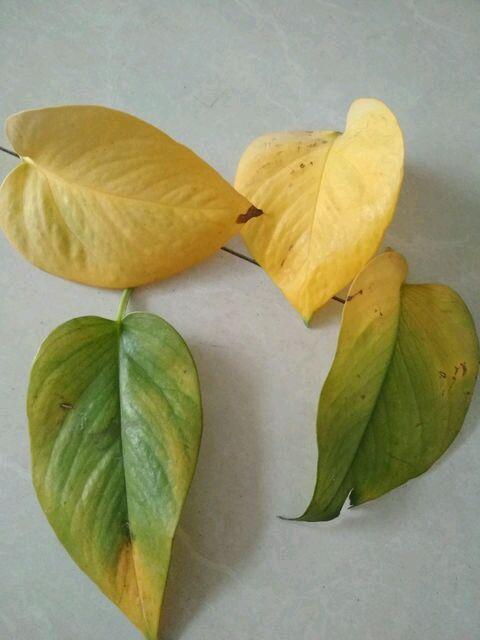 如何让橡胶树叶保持翠绿？