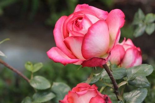 月季花蕾变黑的原因