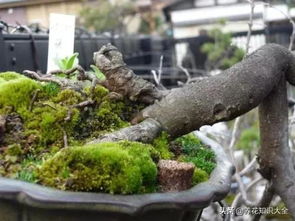 苔藓植物有哪些品种？不同品种的苔藓怎么养