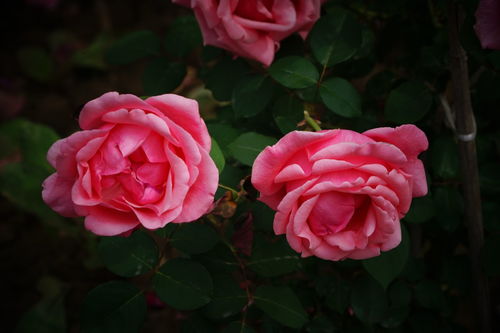 月季花， 适应性特强，品种十分繁多