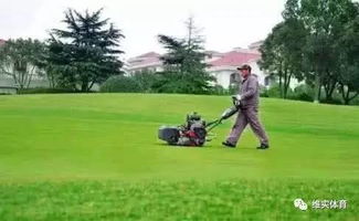 球场用草可不是随便种的野草
