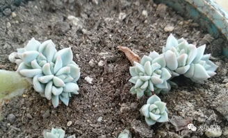 欧石楠为何突然掉叶？