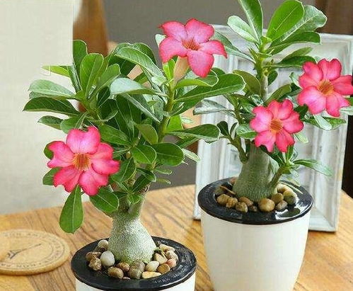 2. 蜘蛛兰，阴凉好伙伴